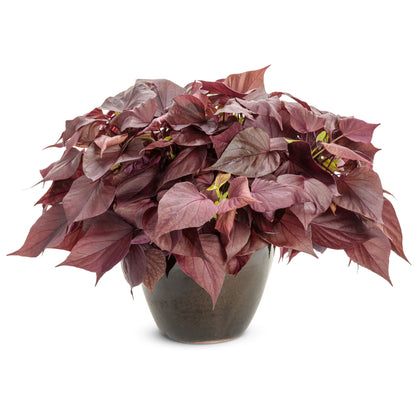 Sweet Caroline Sweetheart Mahogany™ Sweet Potato Vine (Ipomoea)