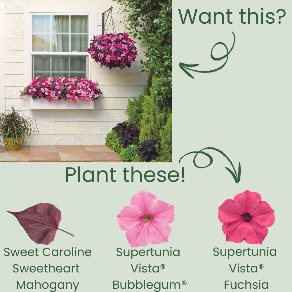 Sweet Caroline Sweetheart Mahogany™ Sweet Potato Vine (Ipomoea)