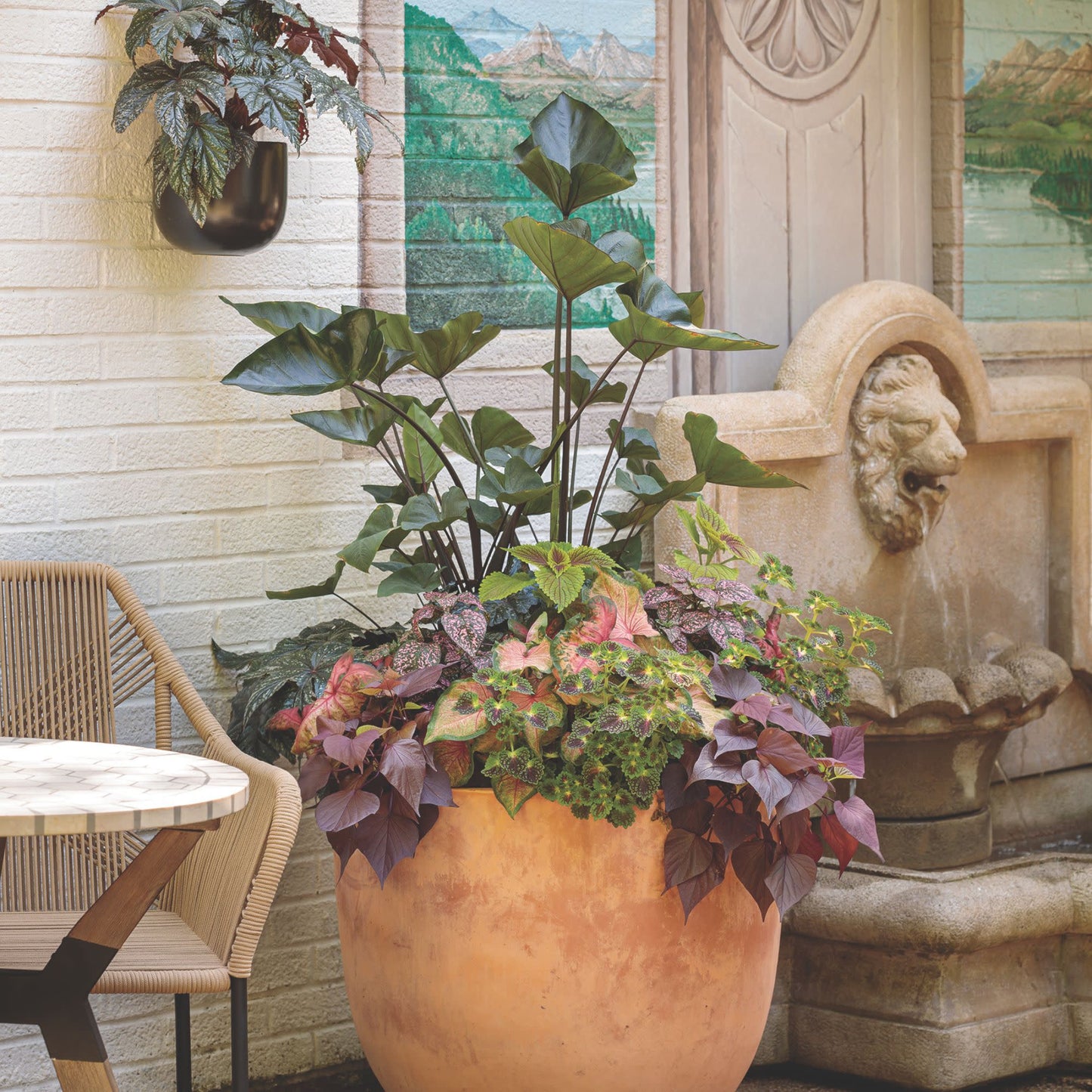 Sweet Caroline Sweetheart Mahogany™ Sweet Potato Vine (Ipomoea)