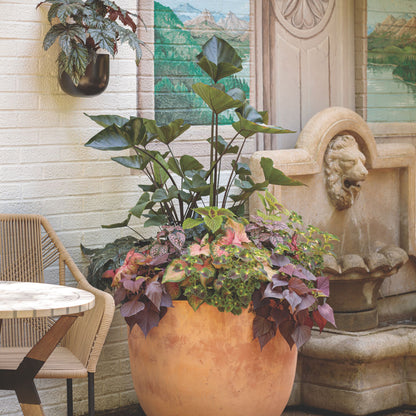 Sweet Caroline Sweetheart Mahogany™ Sweet Potato Vine (Ipomoea)