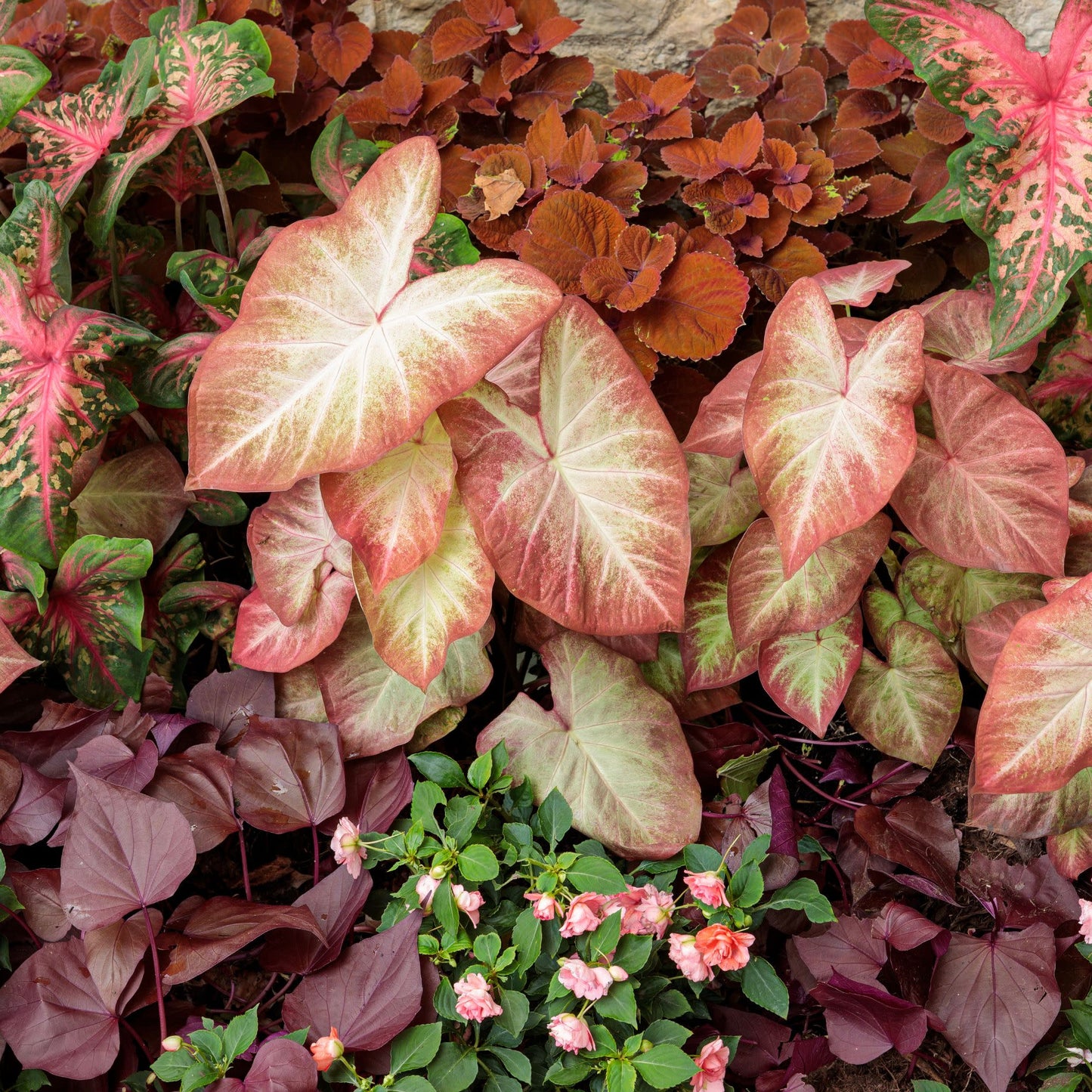 Sweet Caroline Sweetheart Mahogany™ Sweet Potato Vine (Ipomoea)