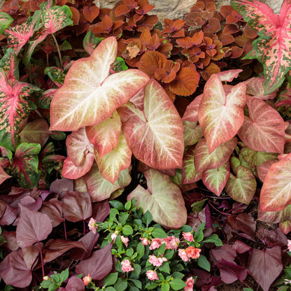 Sweet Caroline Sweetheart Mahogany™ Sweet Potato Vine (Ipomoea)