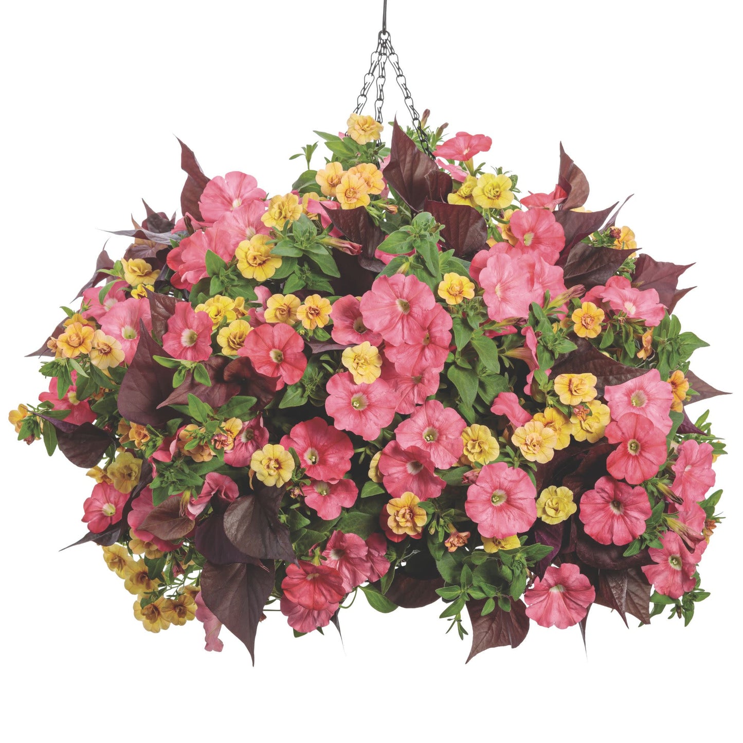 Sweet Caroline Sweetheart Mahogany™ Sweet Potato Vine (Ipomoea)