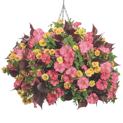 Sweet Caroline Sweetheart Mahogany™ Sweet Potato Vine (Ipomoea)