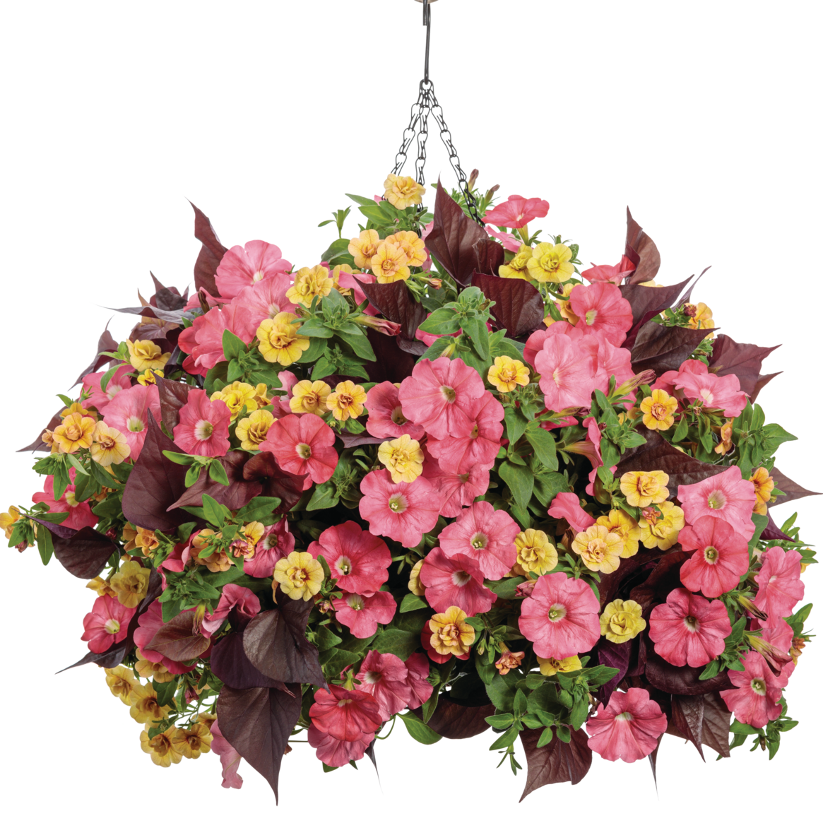 Sweet Caroline Sweetheart Mahogany Sweet Potato Vine in use.