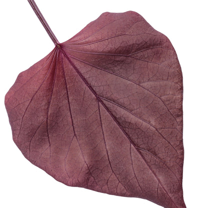 Sweet Caroline Sweetheart Mahogany™ Sweet Potato Vine (Ipomoea)