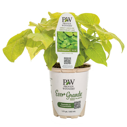 Sweet Caroline Sweetheart Lime Sweet Potato Vine (Ipomoea)