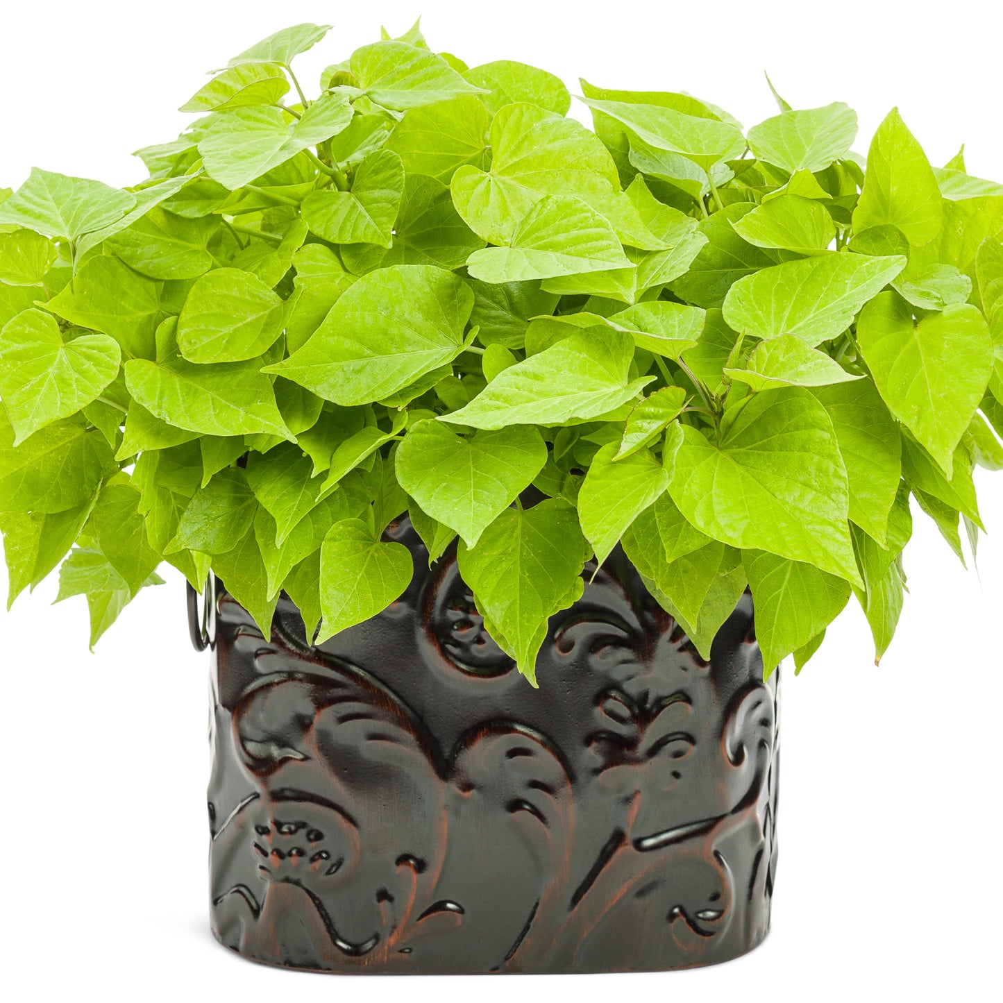 Sweet Caroline Sweetheart Lime Sweet Potato Vine (Ipomoea)