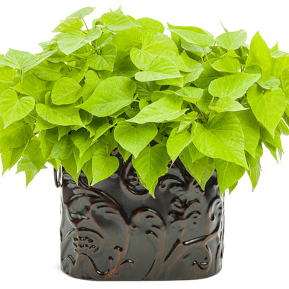 Sweet Caroline Sweetheart Lime Sweet Potato Vine (Ipomoea hybrid)