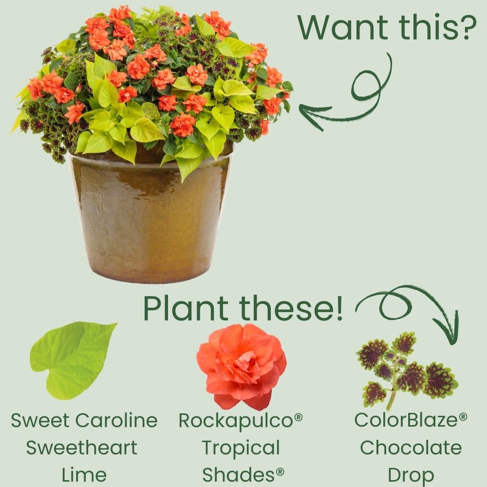 Sweet Caroline Sweetheart Lime Sweet Potato Vine (Ipomoea)