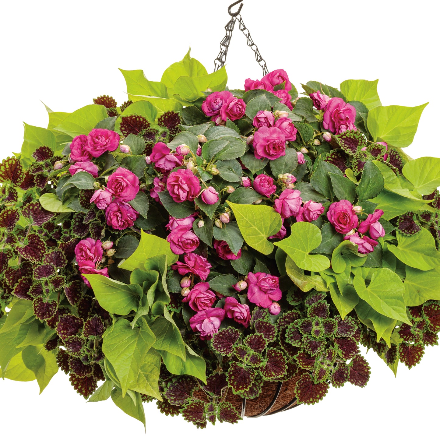 Sweet Caroline Sweetheart Lime Sweet Potato Vine (Ipomoea)