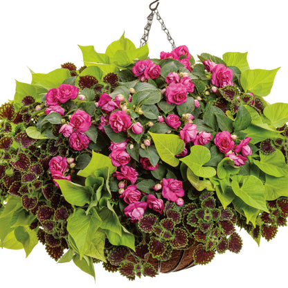 Sweet Caroline Sweetheart Lime Sweet Potato Vine (Ipomoea)