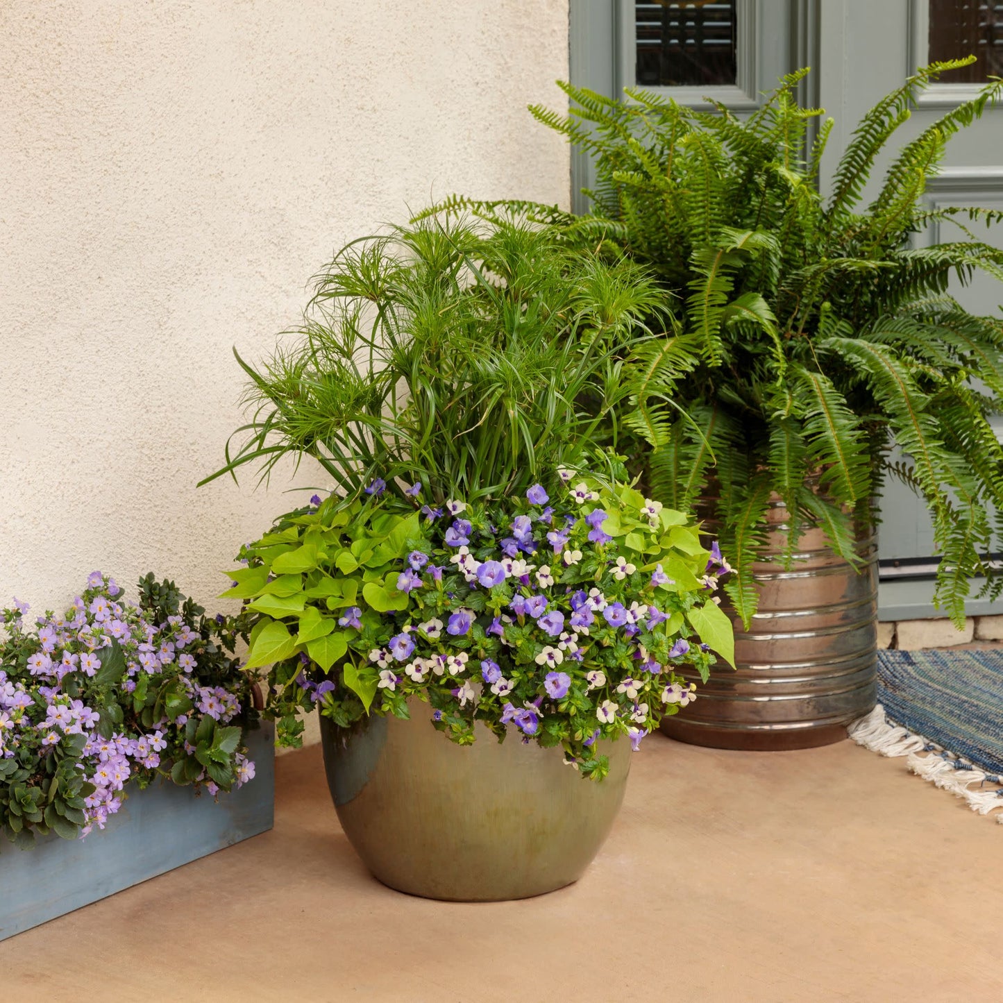 Sweet Caroline Sweetheart Lime Sweet Potato Vine (Ipomoea)