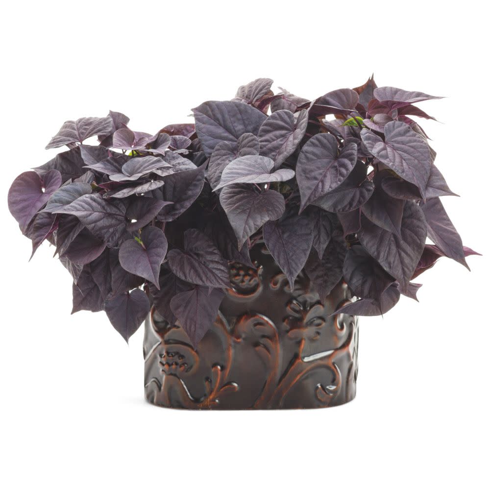 Sweet Caroline Sweetheart Jet Black™ Sweet Potato Vine (Ipomoea batatas)
