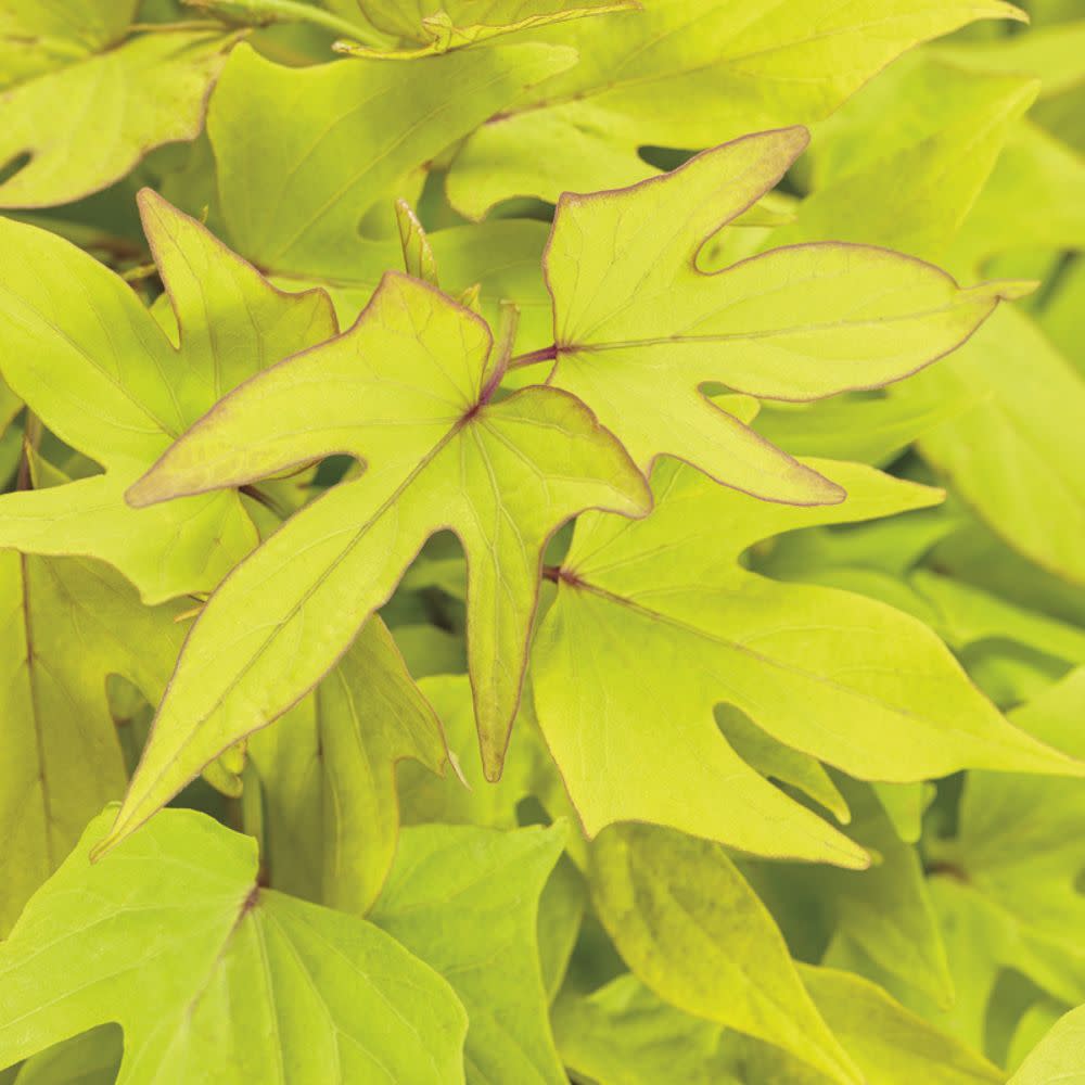 Sweet Caroline Upside™ Key Lime Ornamental Sweet Potato Vine (Ipomoea batatas)