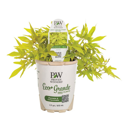 Sweet Caroline Upside™ Key Lime Ornamental Sweet Potato Vine (Ipomoea batatas)