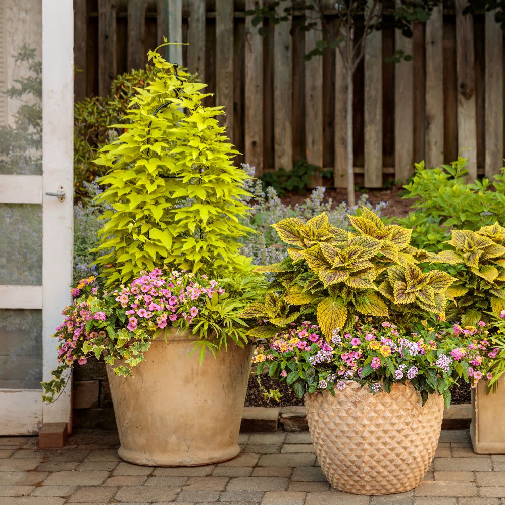 Sweet Caroline Upside™ Key Lime Ornamental Sweet Potato Vine (Ipomoea batatas)