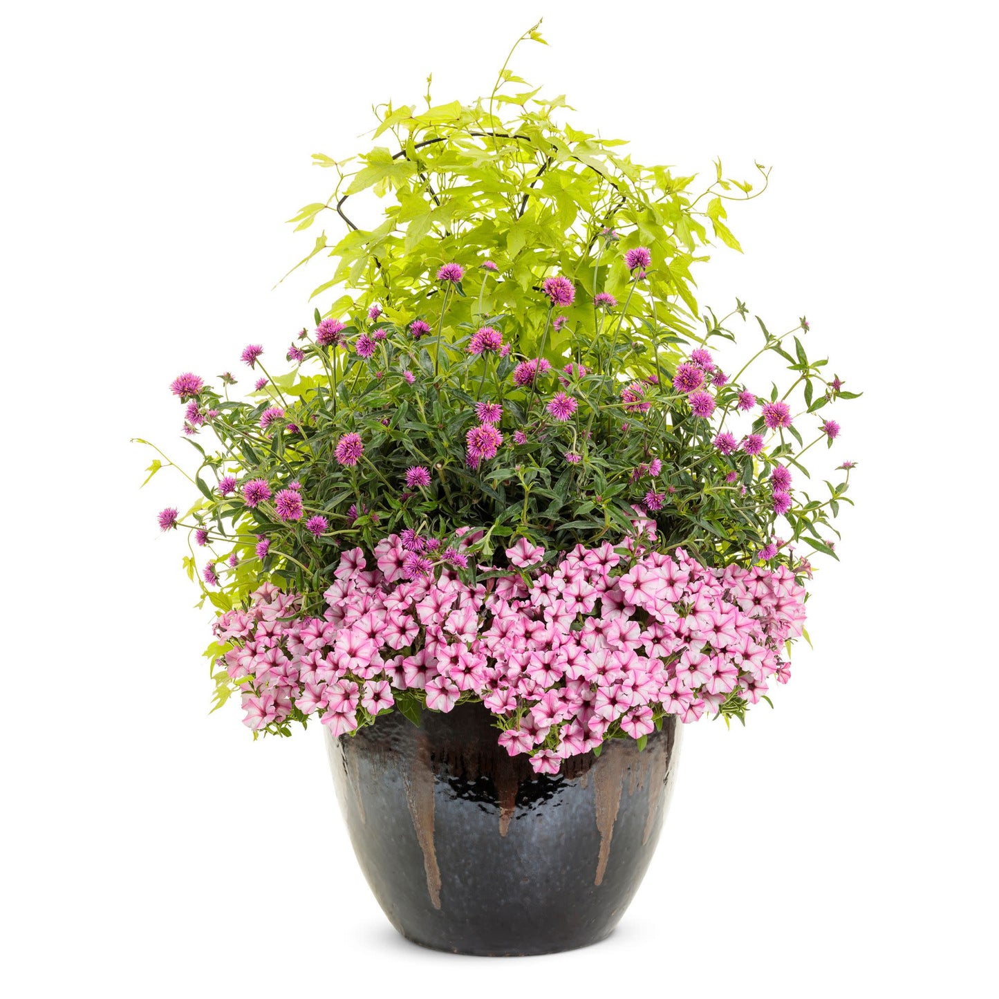 Sweet Caroline Upside™ Key Lime Ornamental Sweet Potato Vine (Ipomoea batatas)