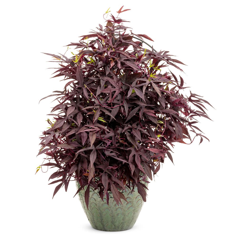 Sweet Caroline Upside™ Black Coffee Ornamental Sweet Potato Vine (Ipomoea batatas)