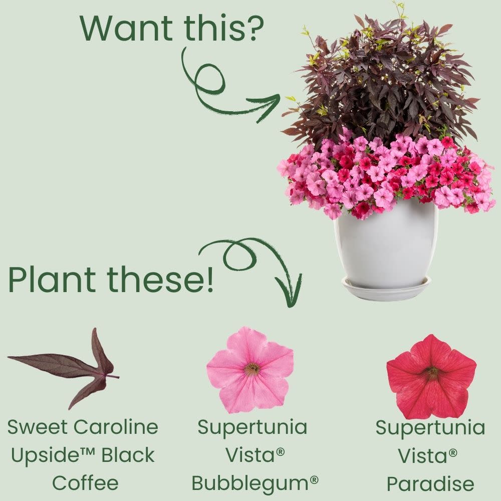 Sweet Caroline Upside™ Black Coffee Ornamental Sweet Potato Vine (Ipomoea batatas)