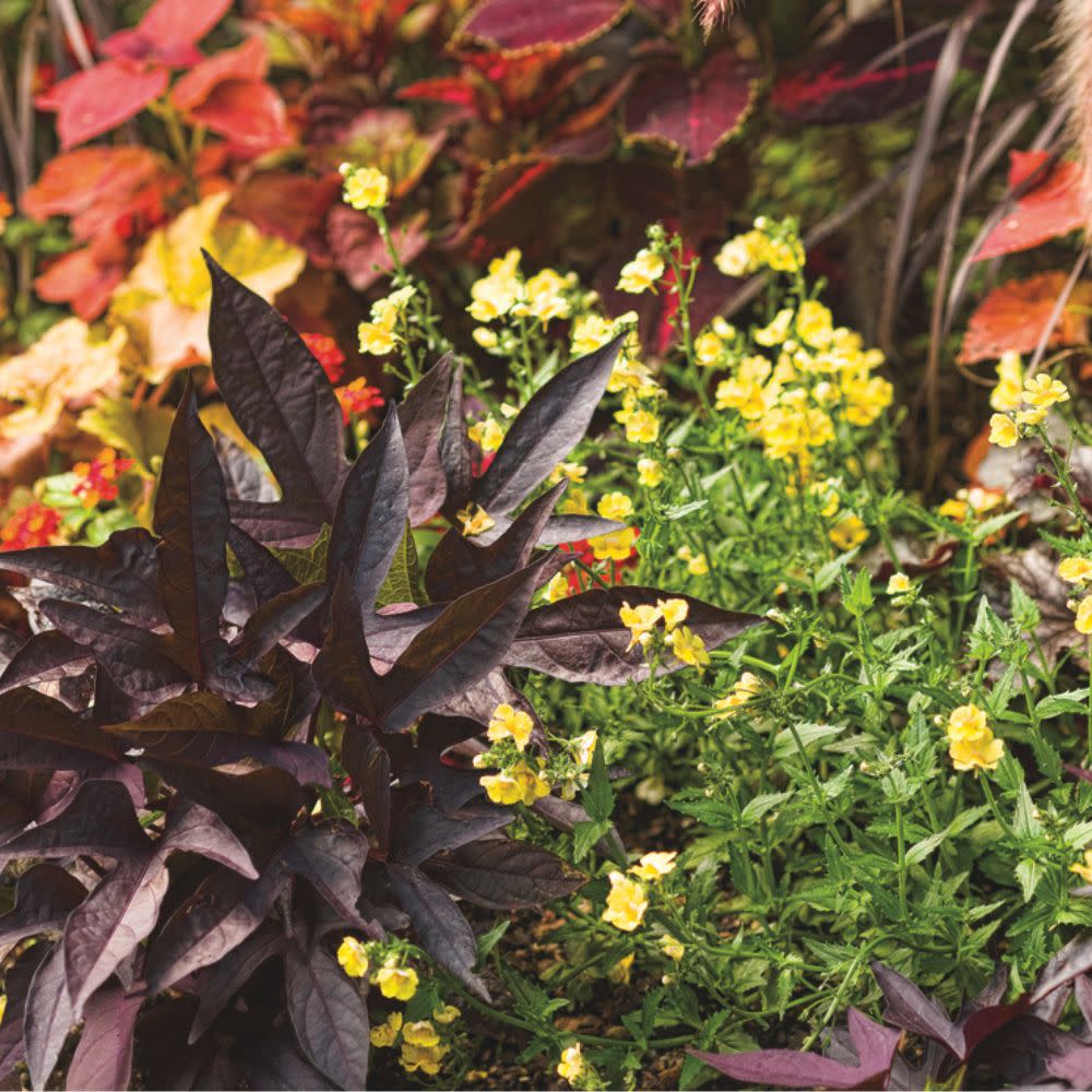 Sweet Caroline Upside™ Black Coffee Ornamental Sweet Potato Vine (Ipomoea batatas)