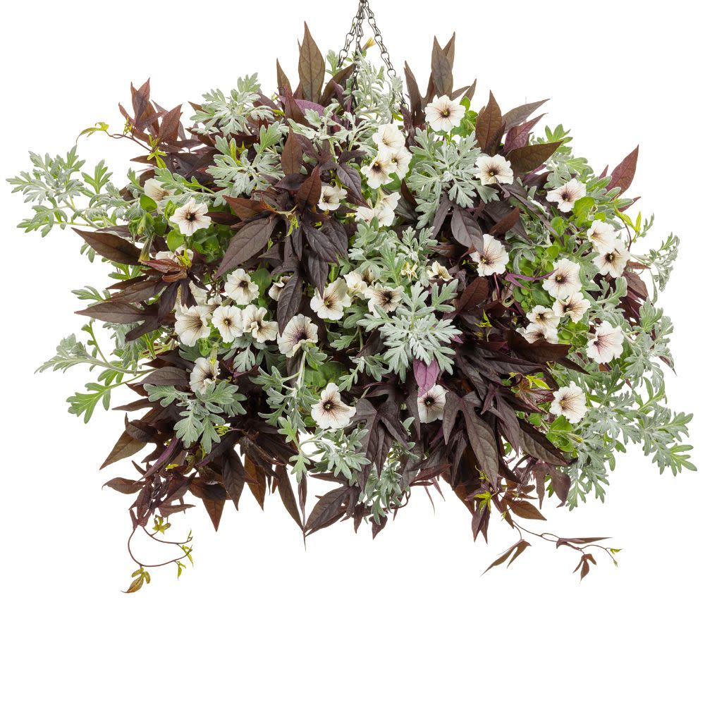 Sweet Caroline Upside™ Black Coffee Ornamental Sweet Potato Vine (Ipomoea batatas)