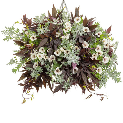 Sweet Caroline Upside™ Black Coffee Ornamental Sweet Potato Vine (Ipomoea batatas)