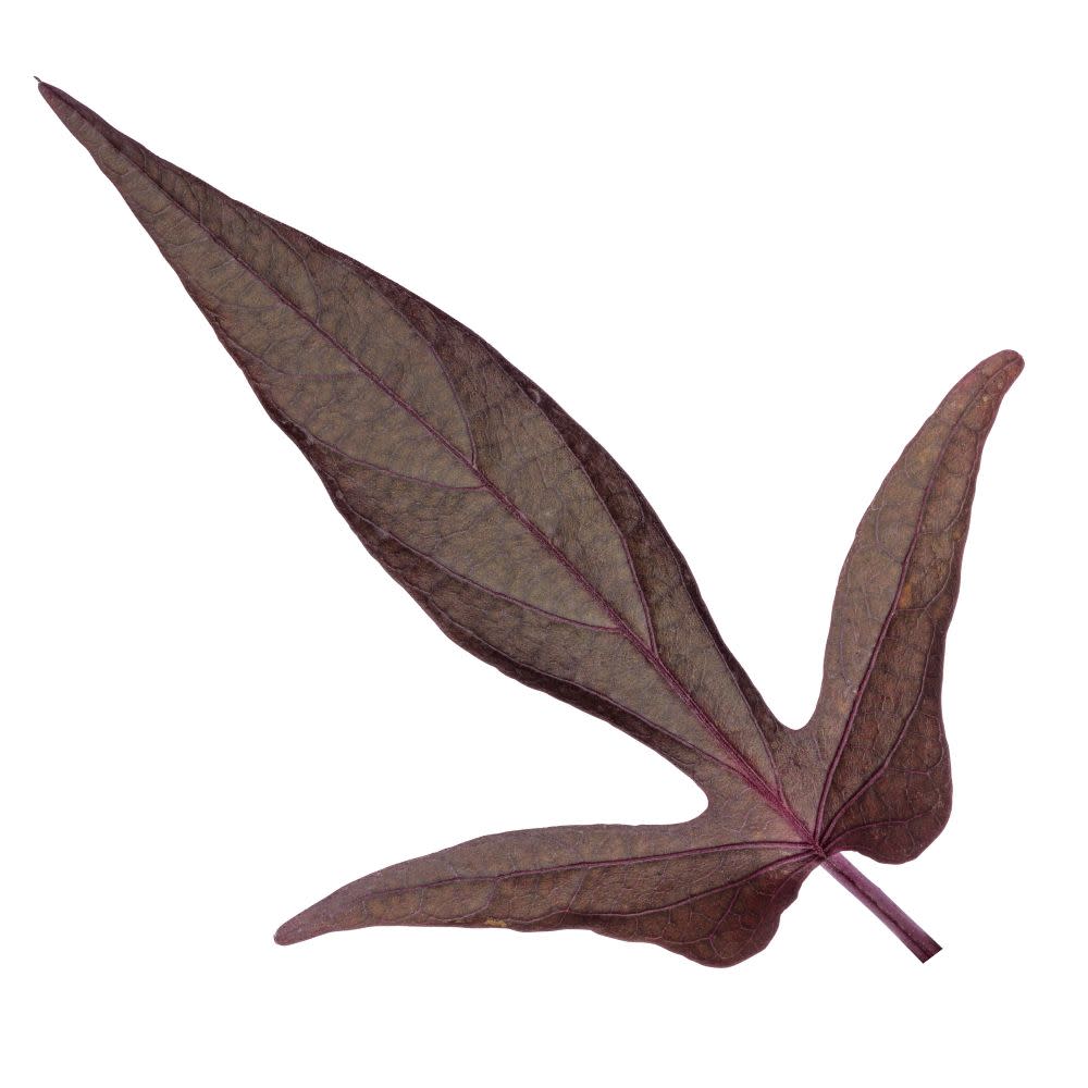 Sweet Caroline Upside™ Black Coffee Ornamental Sweet Potato Vine (Ipomoea batatas)
