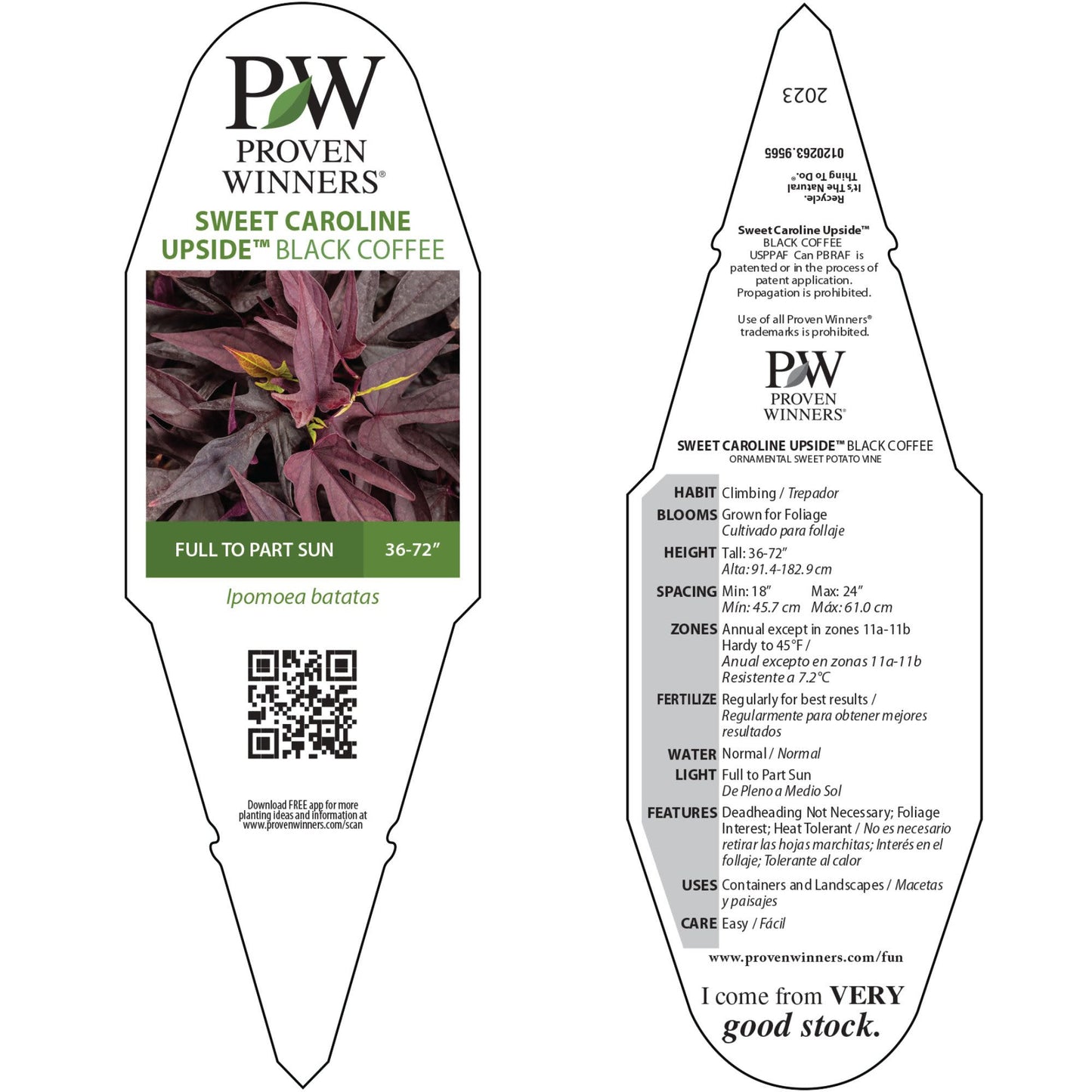 Sweet Caroline Upside™ Black Coffee Ornamental Sweet Potato Vine (Ipomoea batatas)