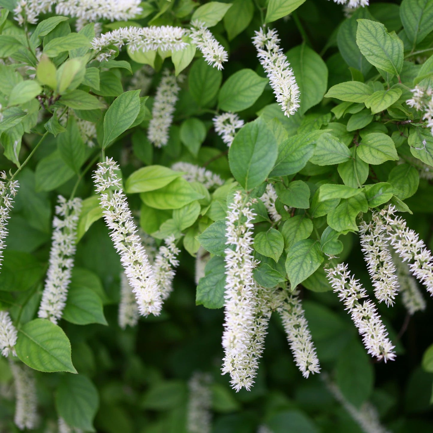 Little Henry® Sweetspire (Itea virginica)