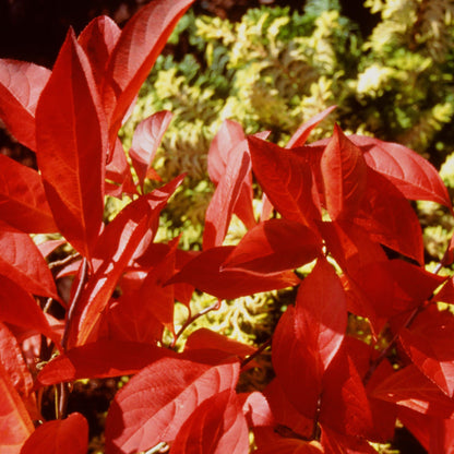 Little Henry® Sweetspire (Itea virginica)
