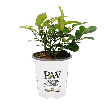 Little Henry® Sweetspire (Itea virginica)