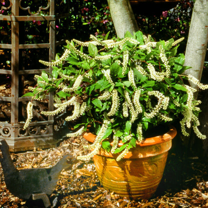 Little Henry® Sweetspire (Itea virginica)