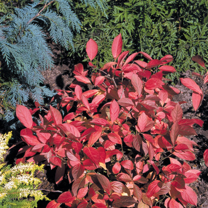 Little Henry® Sweetspire (Itea virginica)