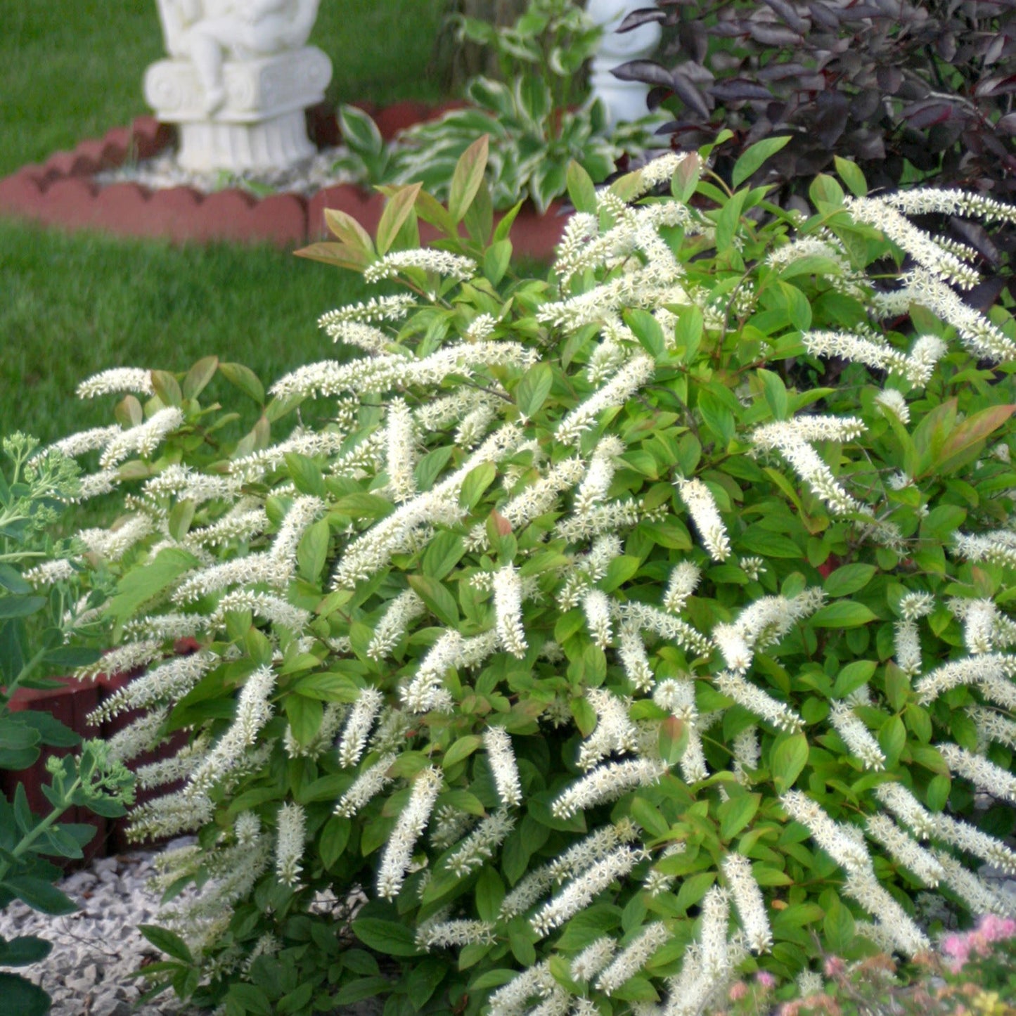 Little Henry® Sweetspire (Itea virginica)