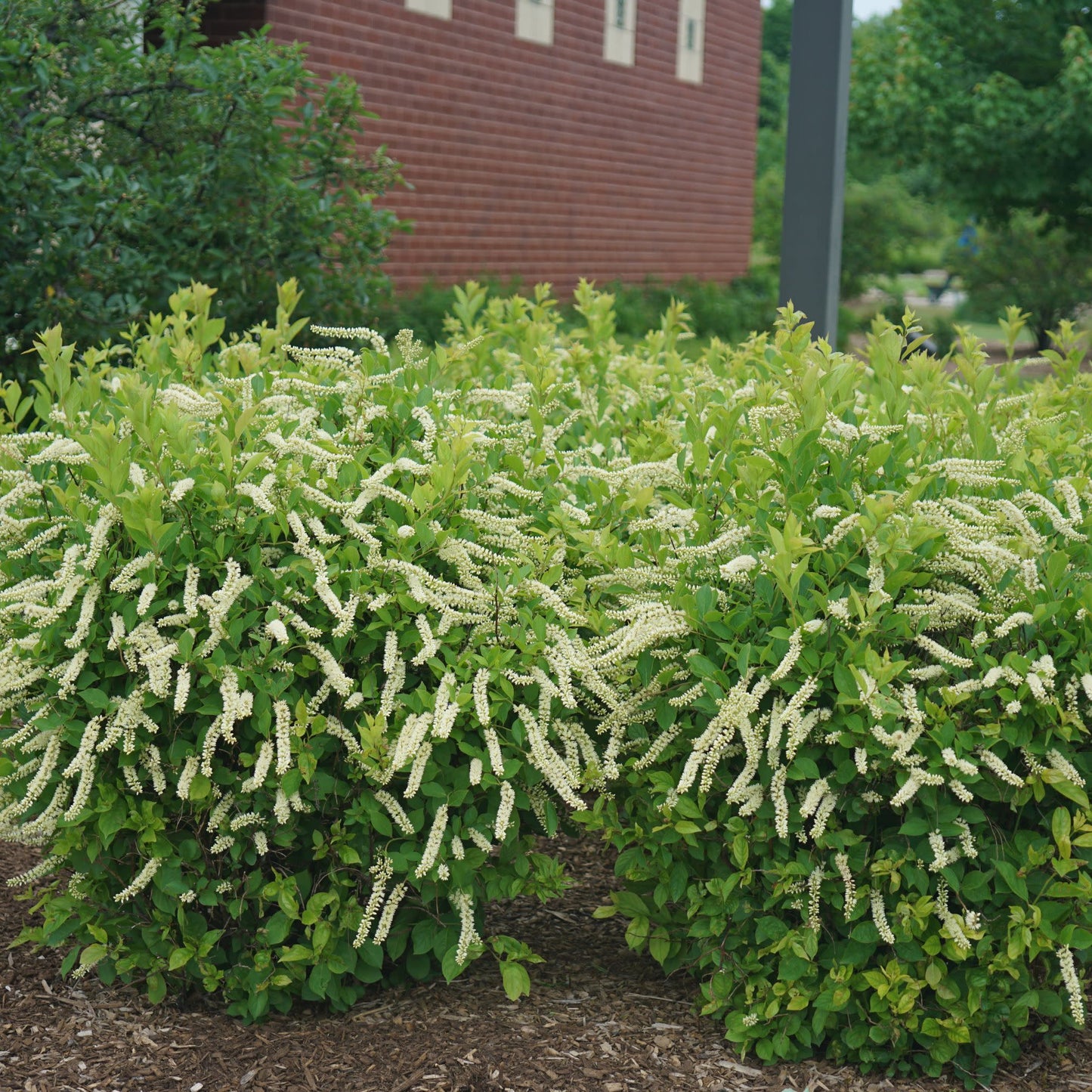 Little Henry® Sweetspire (Itea virginica)