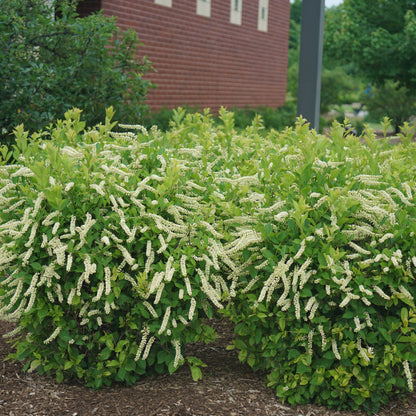 Little Henry® Sweetspire (Itea virginica)