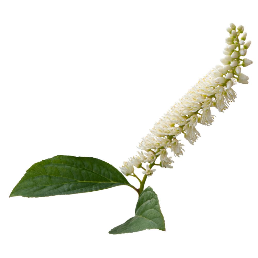 Fizzy Mizzy® Sweetspire (Itea virginica)