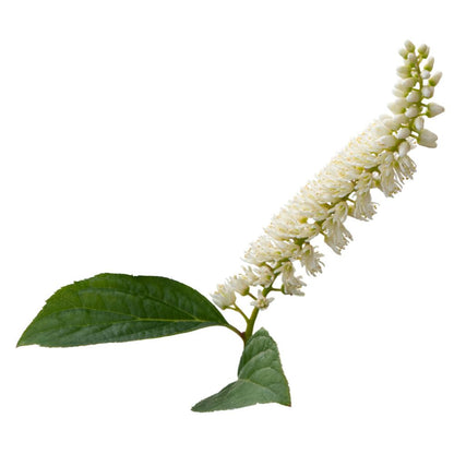 Fizzy Mizzy® Sweetspire (Itea virginica)