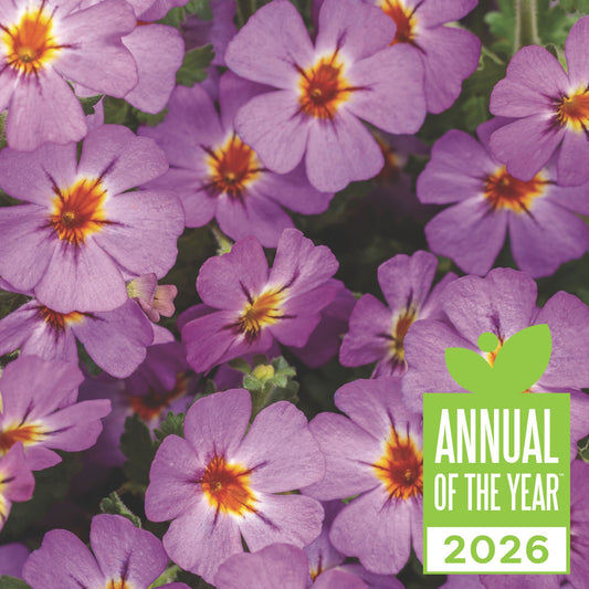 Safari® Dusk South African Phlox (Jamesbrittenia hybrid)