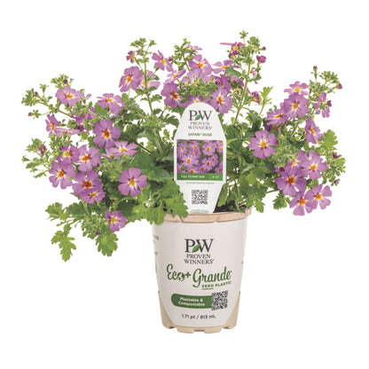 Safari® Dusk South African Phlox (Jamesbrittenia hybrid)