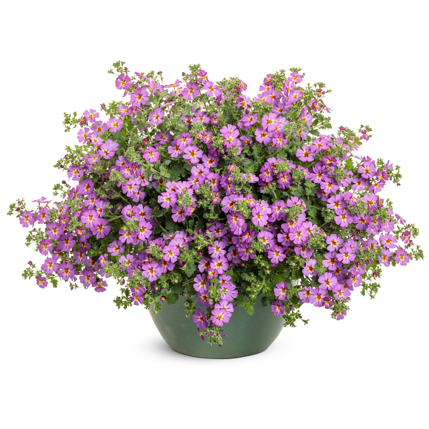 Safari® Dusk South African Phlox (Jamesbrittenia hybrid)