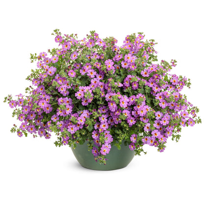 Safari® Dusk South African Phlox (Jamesbrittenia hybrid)