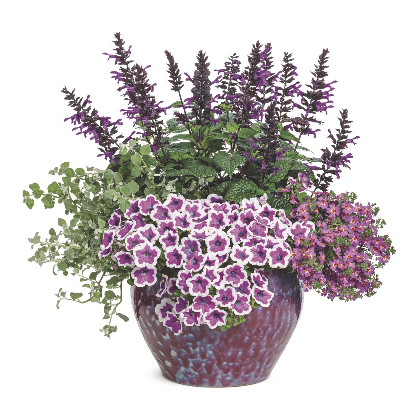 Safari® Dusk South African Phlox (Jamesbrittenia hybrid)