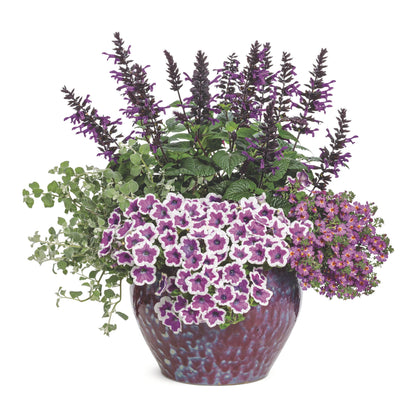 Safari® Dusk South African Phlox (Jamesbrittenia hybrid)