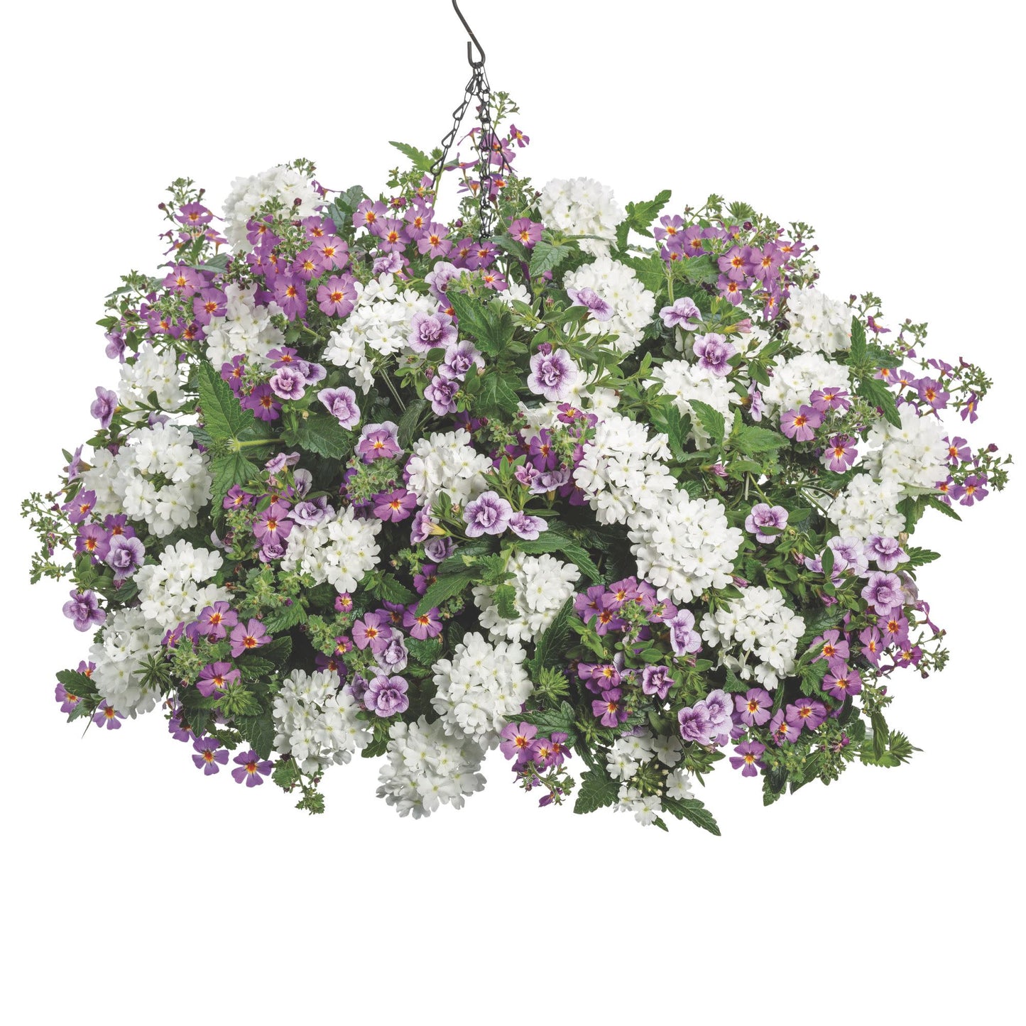Safari® Dusk South African Phlox (Jamesbrittenia hybrid)