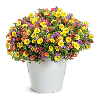 Safari® Dusk South African Phlox (Jamesbrittenia hybrid)