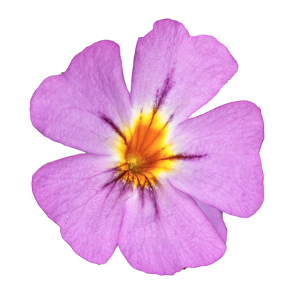 Safari® Dusk South African Phlox (Jamesbrittenia hybrid)