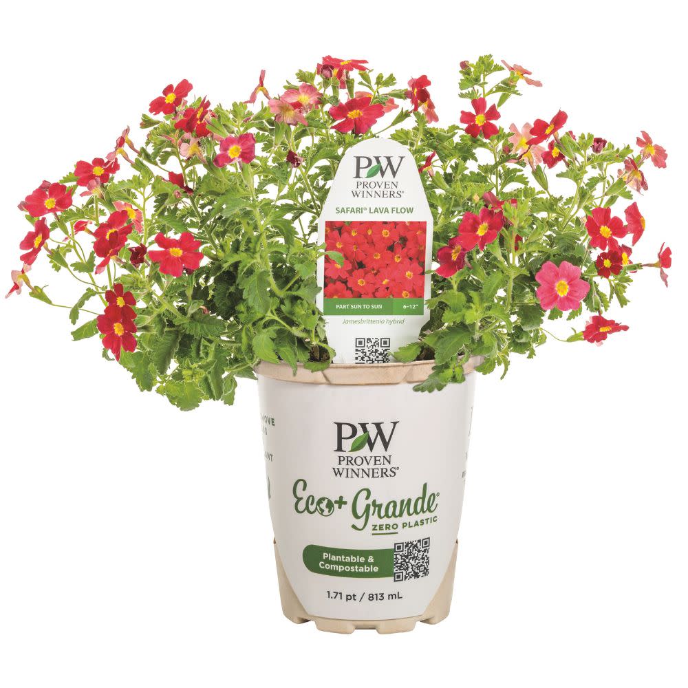 Safari® Lava Flow African Phlox (Jamesbrittenia hybrid) | Proven Winners® New Variety 2026