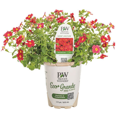 Safari® Lava Flow African Phlox (Jamesbrittenia hybrid) | Proven Winners® New Variety 2026